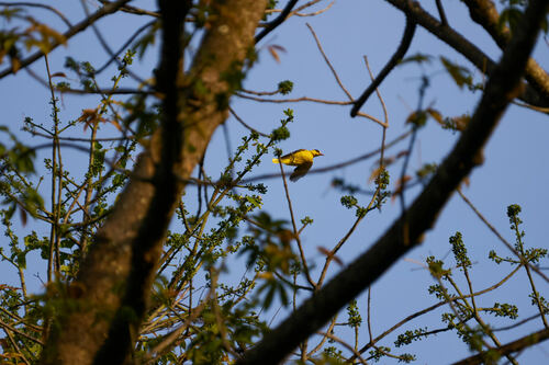 African Golden Oriole