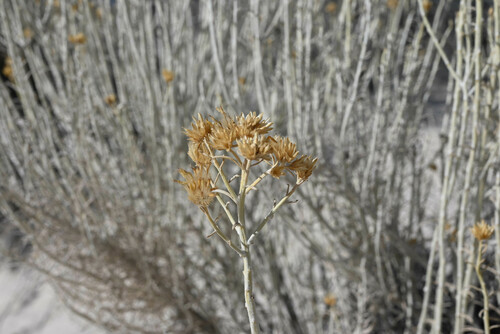 iNaturalist observation 2025-01-19