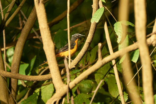 White-crowned Robin-Chat
