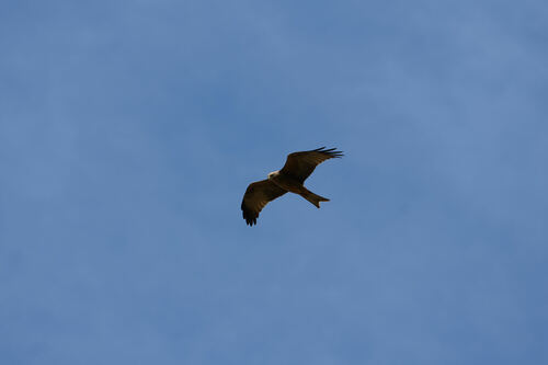 Black Kite