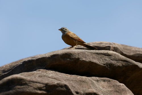 Gosling's Bunting (Emberiza goslingi), photo 2