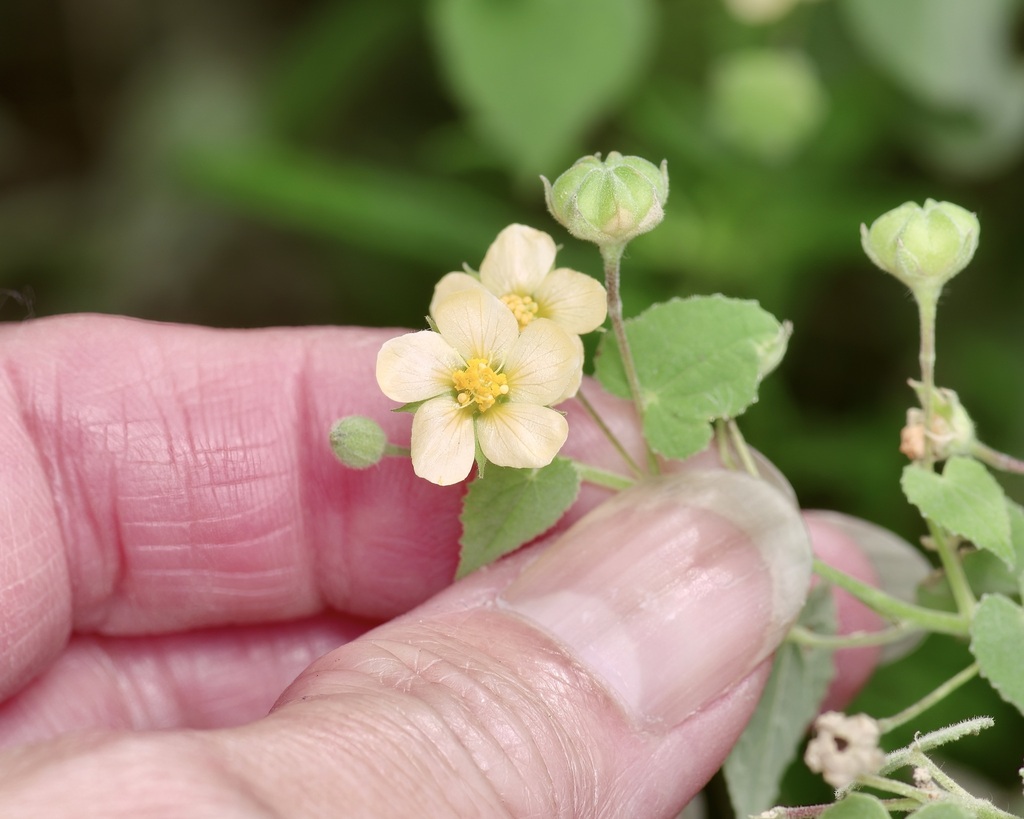 Viscid mallow (Abutilon viscosum)