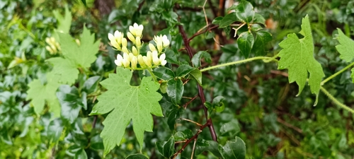 Gronovia scandens (Gronovia scandens)