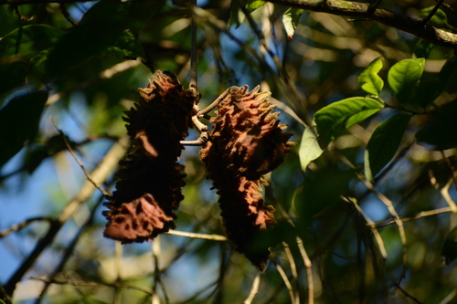 Image of Oxeye Bean (Mucuna urens) by (c) Siddarth Machado, some rights reserved (CC BY)