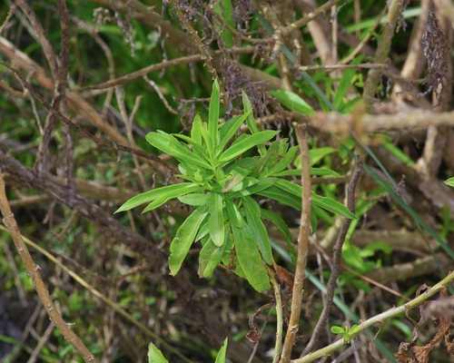 Image of Capraria mexicana by (c) Michelle W. （鍾偉瑋）, some rights reserved (CC BY)