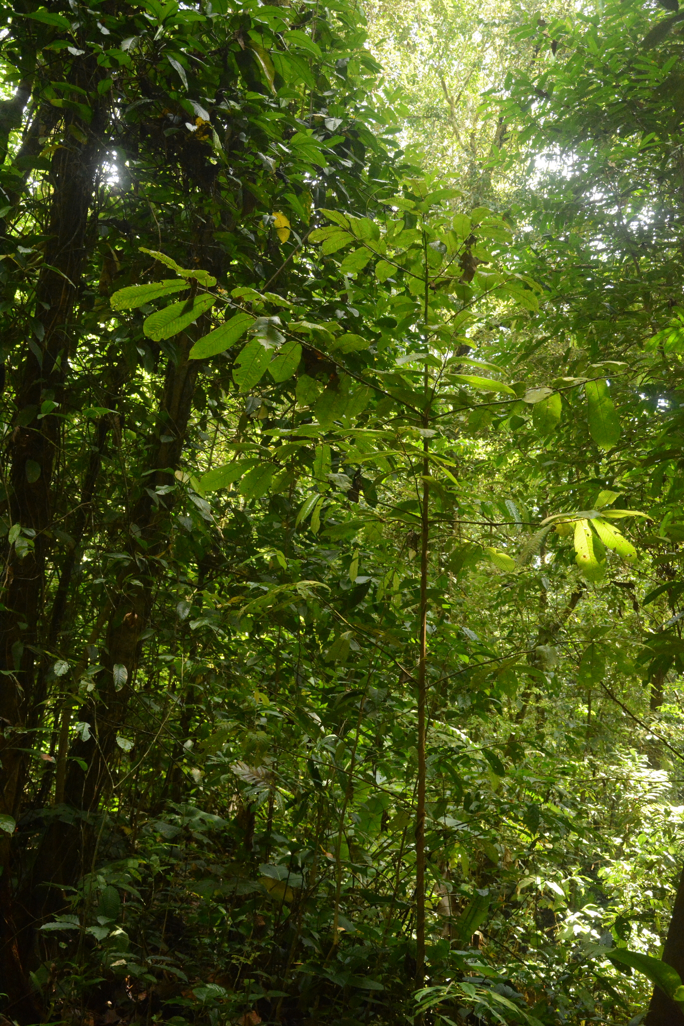 Virola chrysocarpa