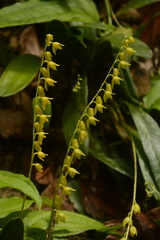 Pleurothallis quadrifida, photograph (c) Siddarth Machado, some rights reserved (CC BY)