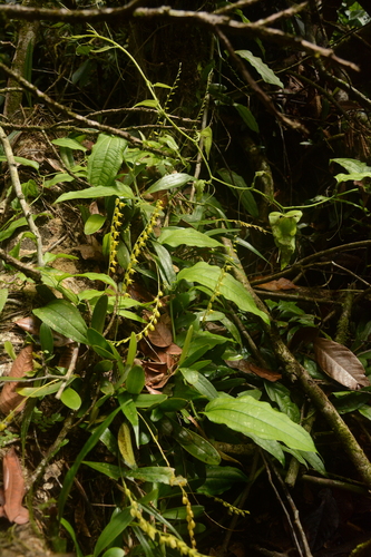 Pleurothallis quadrifida, photograph 5