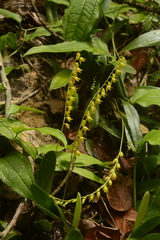 Pleurothallis quadrifida, photograph (c) Siddarth Machado, some rights reserved (CC BY)
