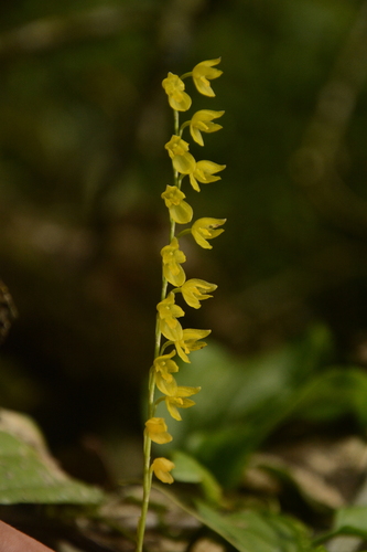Pleurothallis quadrifida, photograph 4