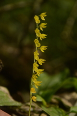 Pleurothallis quadrifida, photograph (c) Siddarth Machado, some rights reserved (CC BY)