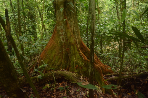 Suicide Tree (Tachigali versicolor)