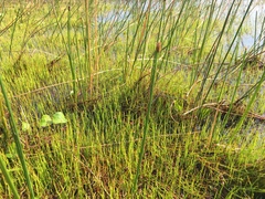 Pilularia globulifera