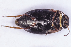Hydroporus planus