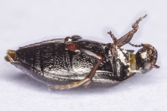 Hydroporus planus