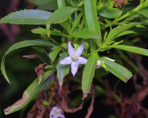 Image of Mexican Goatweed (Capraria mexicana) by (c) Michelle W. （鍾偉瑋）, some rights reserved (CC BY)