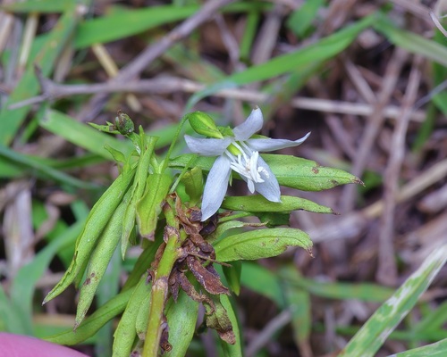 Image of Mexican Goatweed (Capraria mexicana) by (c) Michelle W. （鍾偉瑋）, some rights reserved (CC BY)