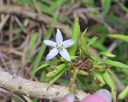 Capraria mexicana, photograph 4