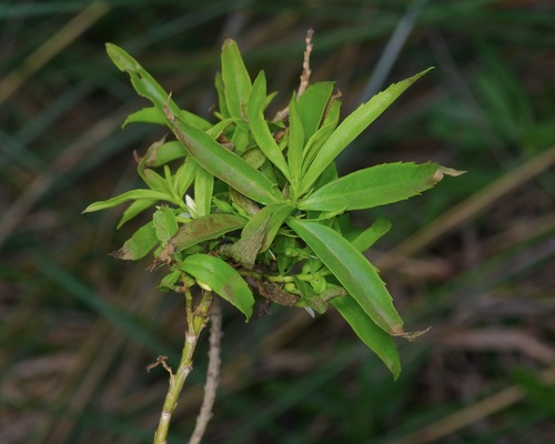Capraria mexicana, photograph 6