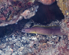 Castle's Moray photo 1