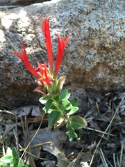 Monardella macrantha