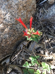 Monardella macrantha