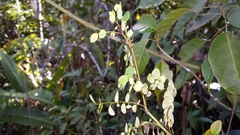 Phyllanthus madagascariensis image