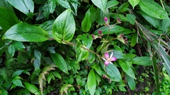 Tricyrtis lasiocarpa
