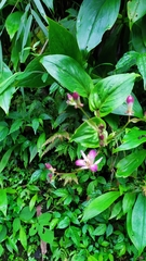Tricyrtis lasiocarpa