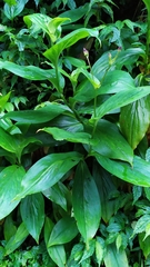 Tricyrtis lasiocarpa