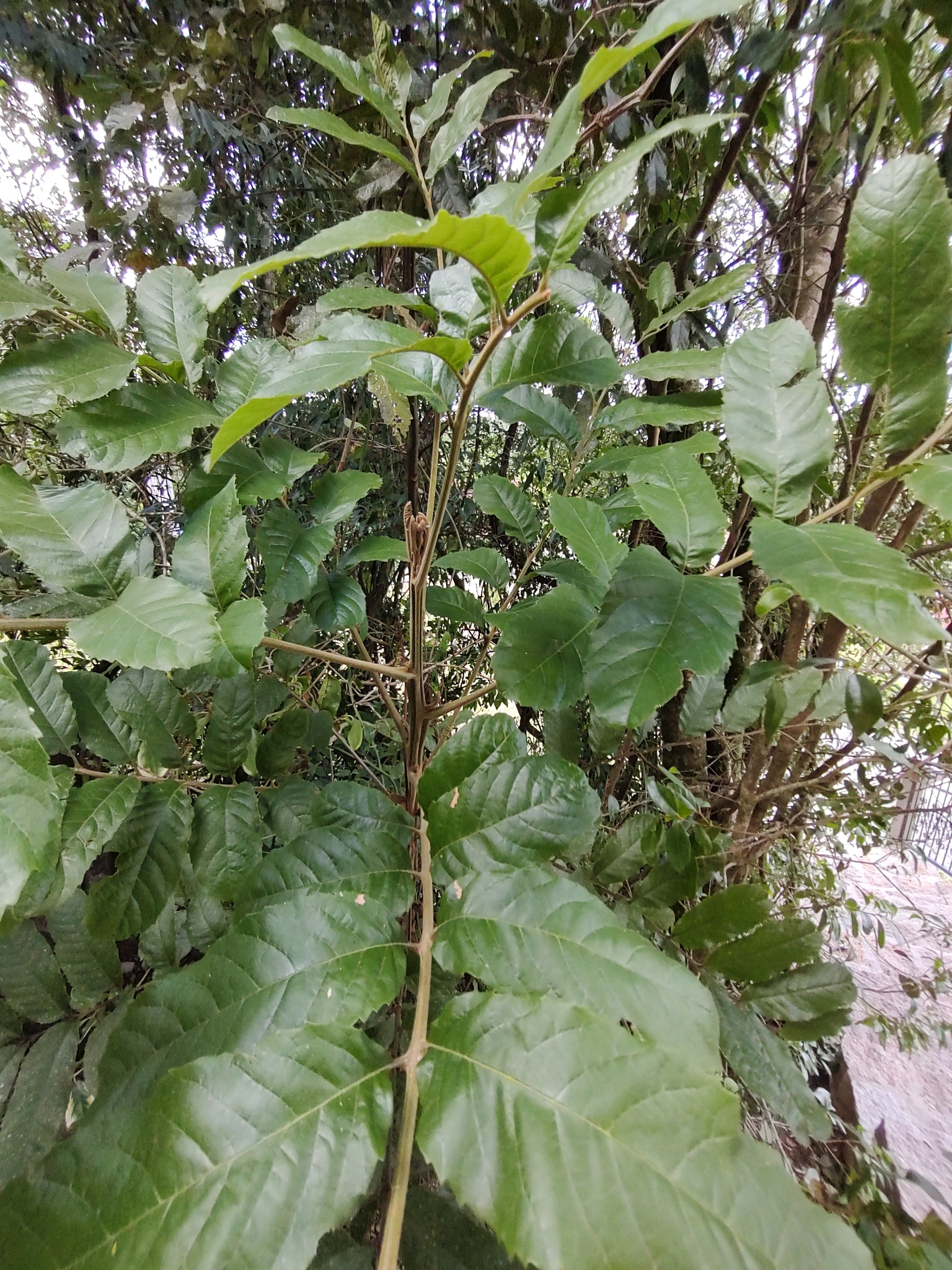 Imagem de Guarucaia