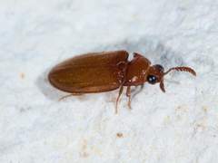 Brachypsectra fulva