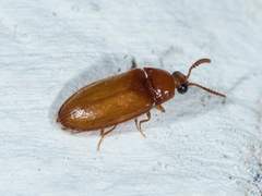 Brachypsectra fulva
