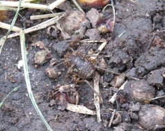 Erginulus subserialis