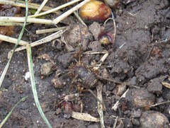 Erginulus subserialis