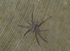 Acanthoctenus