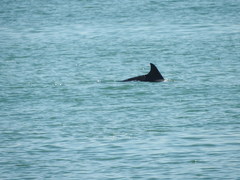 Delphininae