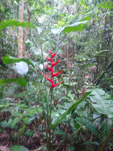 Foto de Bananeira-de-jardim