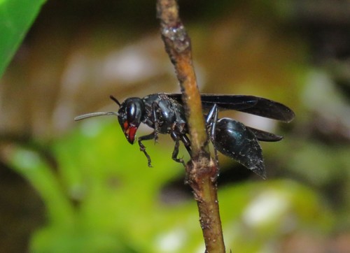 Northern Warrior Wasp