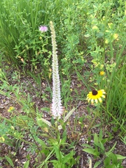 Veronicastrum virginicum