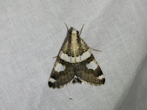 Leucanitis albofasciata