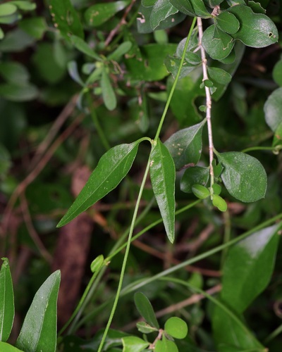Palmer's Bloodleaf (Iresine palmeri)