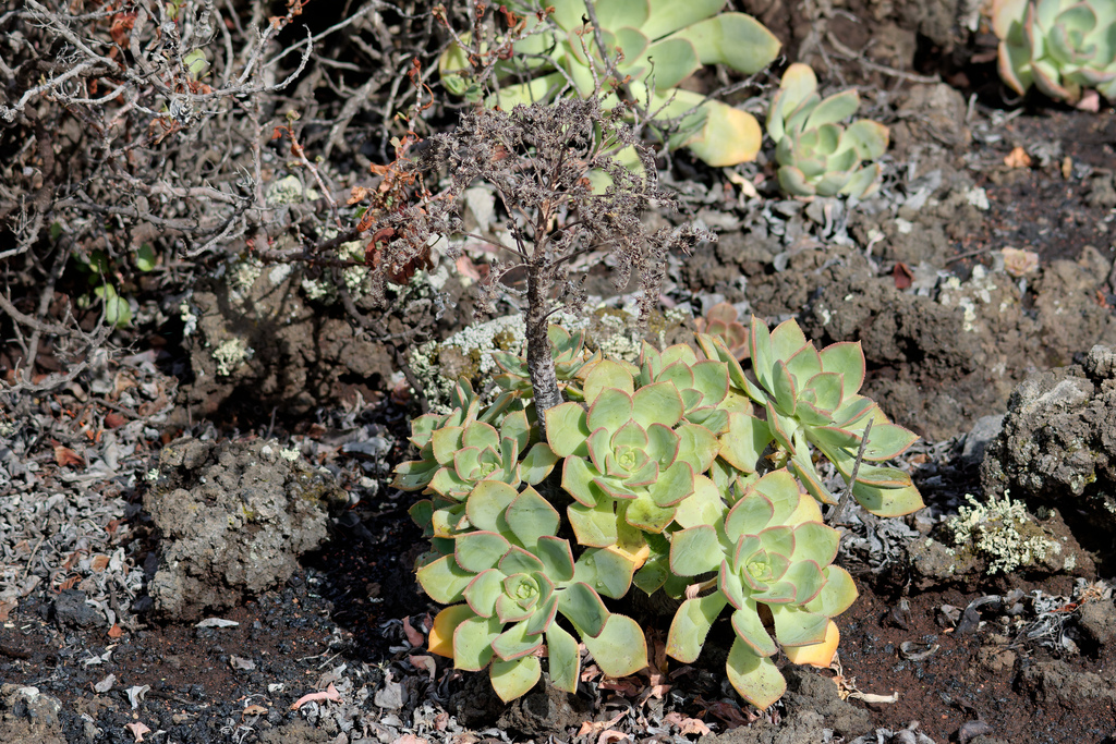 Aeonium davidbramwellii (Aeonium davidbramwellii)