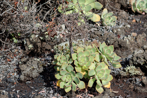 Aeonium davidbramwellii