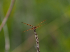 Rhyothemis obsolescens