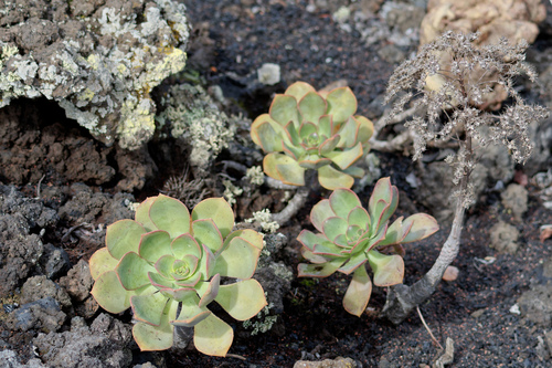 Aeonium davidbramwellii (Aeonium davidbramwellii)