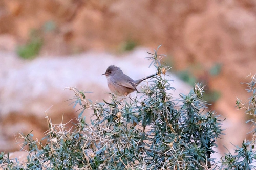Curruca del Atlas (Curruca deserticola)