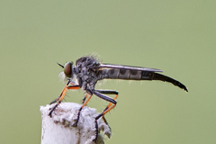 Neoitamus flavofemoratus