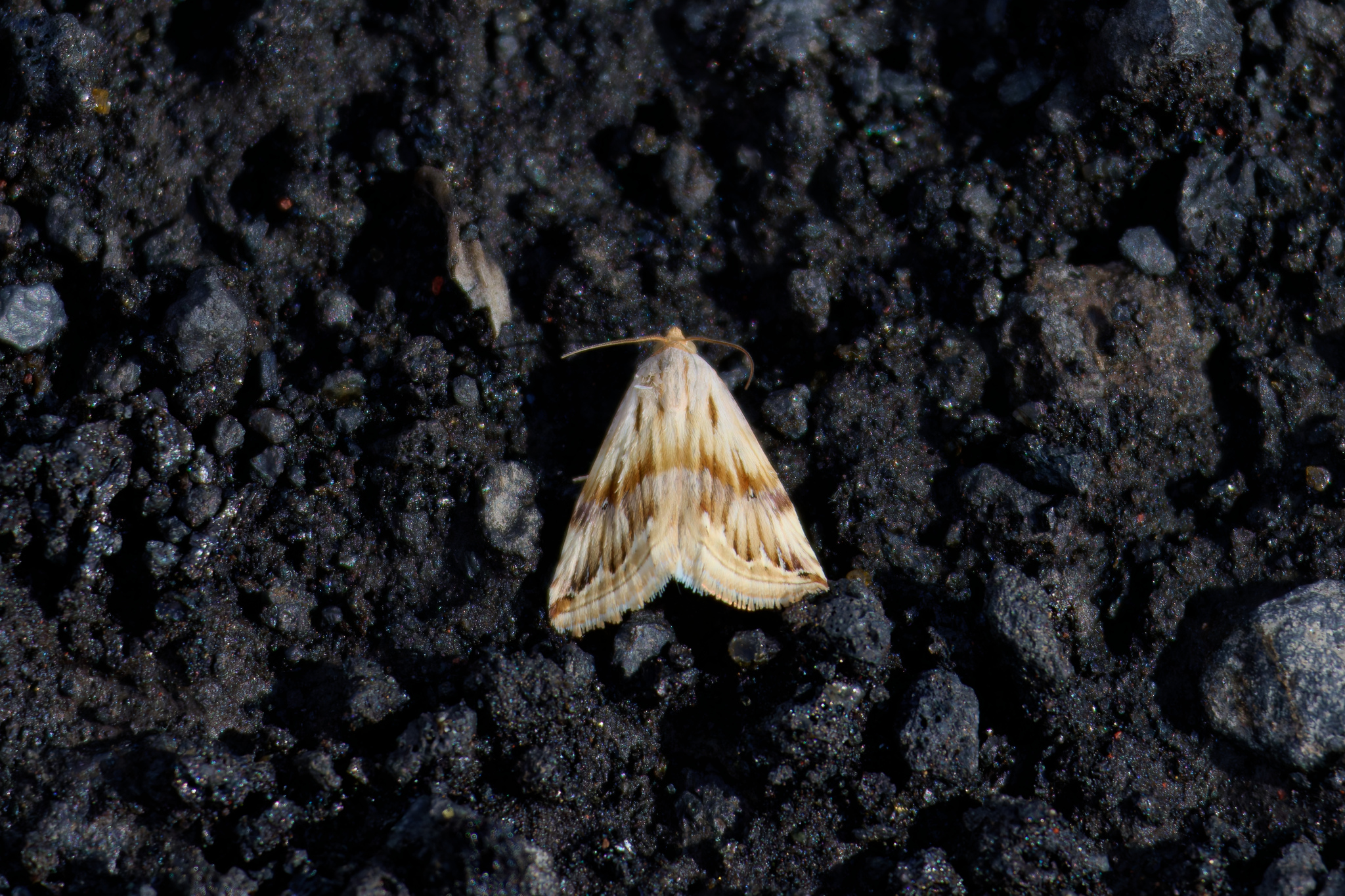 Eublemma ostrina