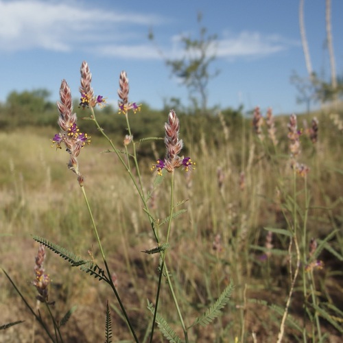 Image of Dalea pringlei by (c) Sue Carnahan, some rights reserved (CC BY)